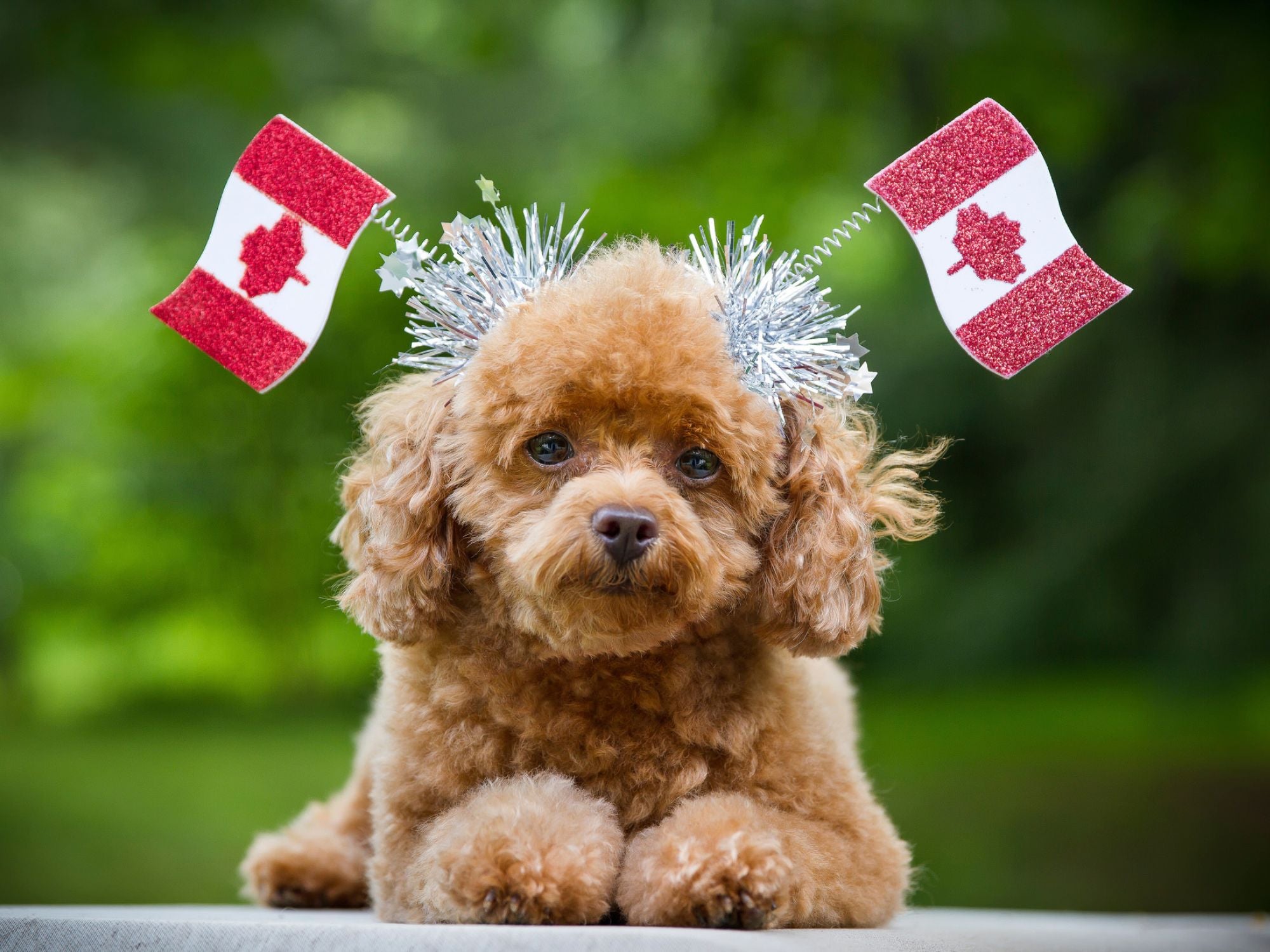 The most common pets in Canada 2022 | MyPetraits Blog