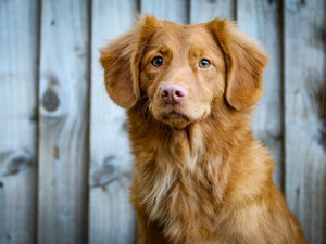 Top 5 popular dog breeds in Canada | MyPetraits Blog