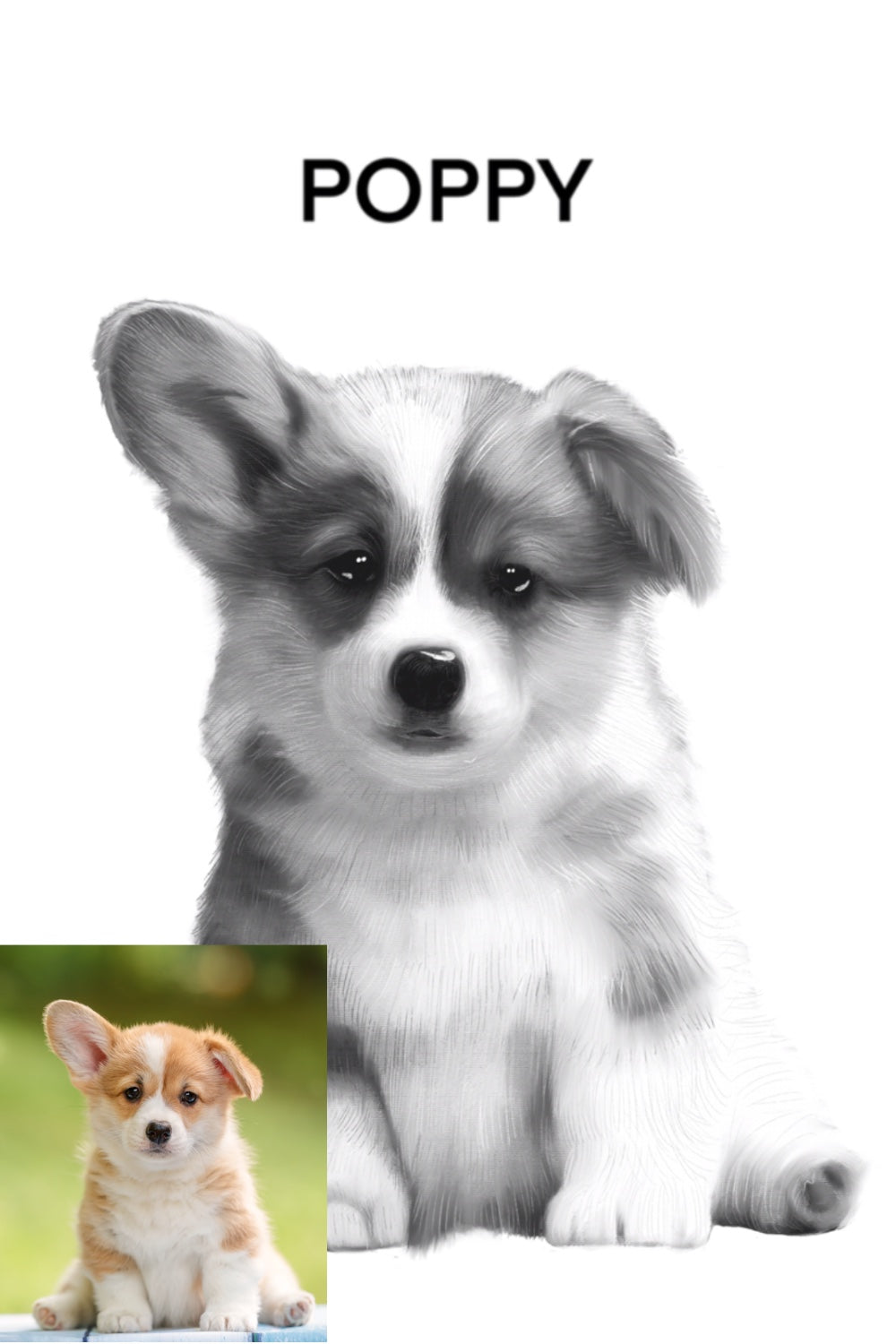 Corgi in pencil sketch style with white background
